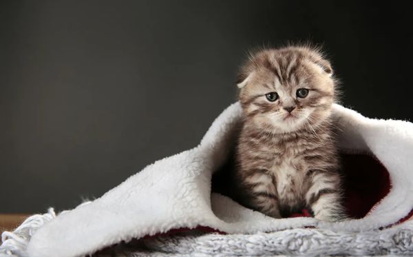 折耳猫为什么不能养? 折耳猫为什么不能养?