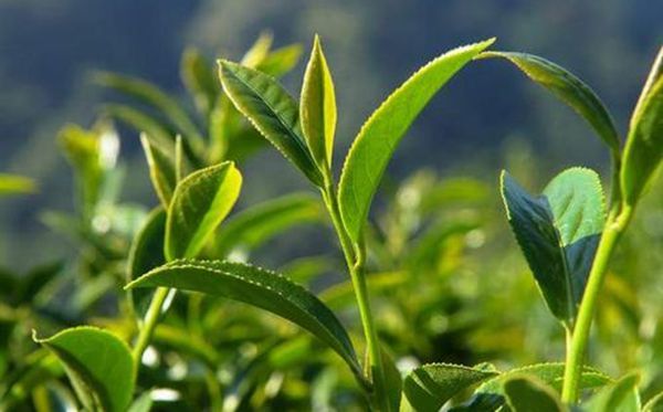 茶叶 茶叶